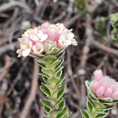 Pimelea nivea