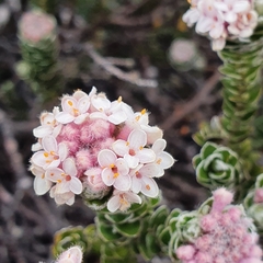 Pimelea nivea