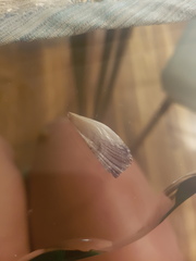 Pinnidae