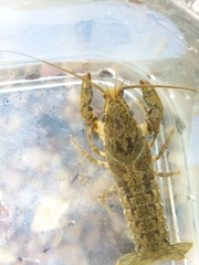 Faxonius alabamensis