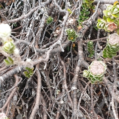 Pimelea nivea