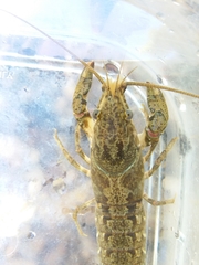 Faxonius alabamensis