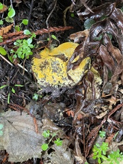 Hypomyces aurantius