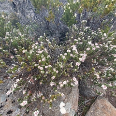 Pimelea nivea