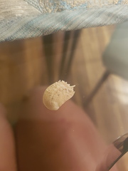 Bostrycapulus aculeatus