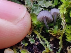 Mycena pseudocorticola