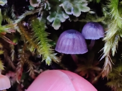 Mycena pseudocorticola