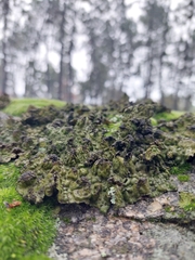 Lasallia