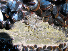 Aulactinia stella