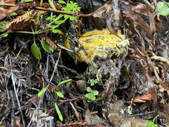 Hypomyces aurantius