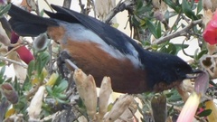 Diglossa brunneiventris