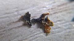 Parmeliopsis hyperopta