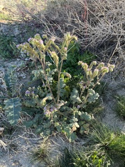 Phacelia crenulata minutiflora