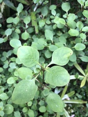 Coprosma foetidissima