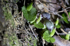 Corybas cheesemanii