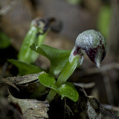 Corybas cheesemanii