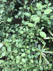 Coprosma foetidissima