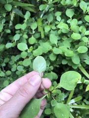 Coprosma foetidissima