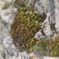 Syntrichia ruralis