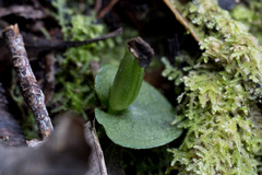 Corybas cheesemanii