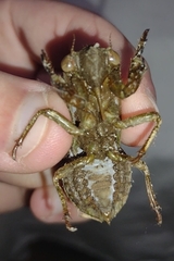 Megatibicen auletes