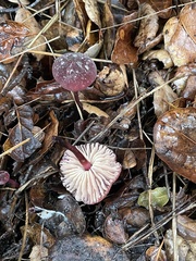 Marasmius plicatulus