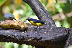 Euphonia chlorotica