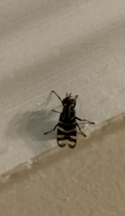 Ulidiidae