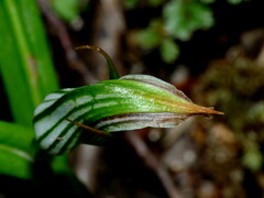 Pterostylis irsoniana