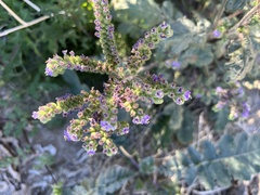 Phacelia crenulata minutiflora