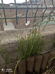 Equisetum bogotense