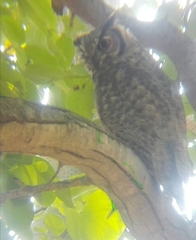 Bubo virginianus magellanicus