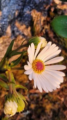 Dolichoglottis scorzoneroides