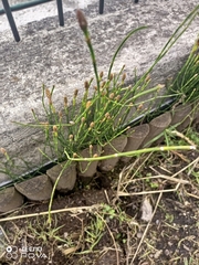 Equisetum bogotense
