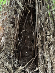 Dicksonia fibrosa