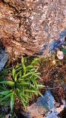 Dolichoglottis scorzoneroides