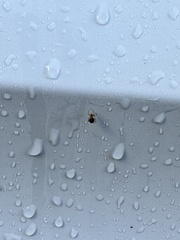 Cryptachaea veruculata