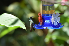 Chrysuronia versicolor