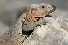 Gallotia stehlini