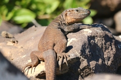 Gallotia stehlini