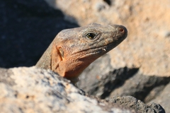 Gallotia stehlini