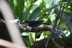 Melanerpes flavifrons