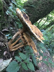 Stiptophyllum erubescens