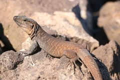 Gallotia stehlini
