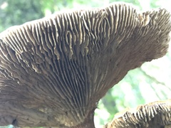 Stiptophyllum erubescens