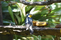 Melanerpes flavifrons