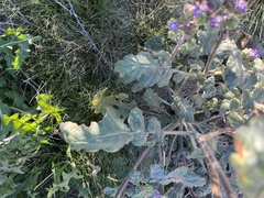 Phacelia crenulata minutiflora