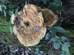 Stiptophyllum erubescens
