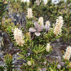 Orites revolutus