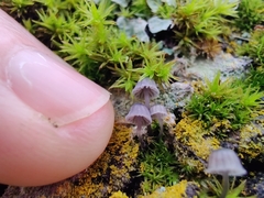 Mycena pseudocorticola